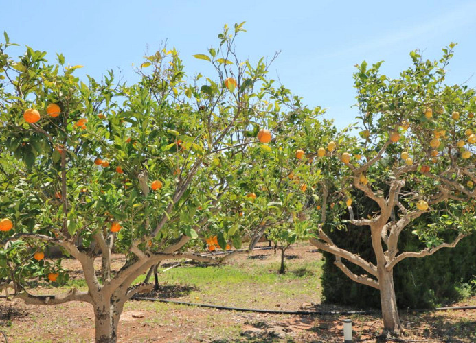 Pere Juan