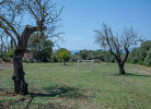 Vivantes