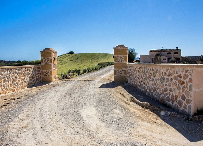 Torredo